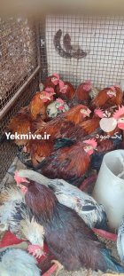 خرید فروش پخش مرغ خروس مرغ در تهران در گروه مرغ و خروس و بوقلمون و اردک قو قاز در یکمیوه