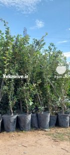 فروش نهال بلوط همیشه سبز بن در ری  در گروه خرید و فروش نهال در یکمیوه