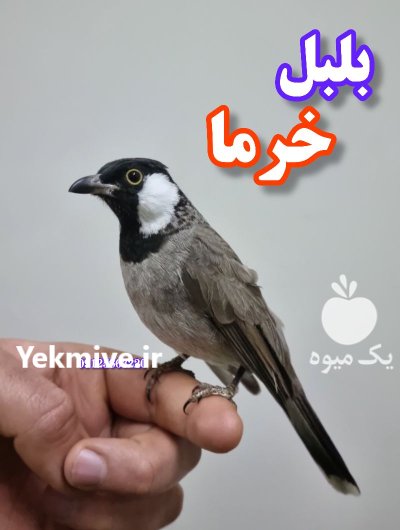 بلبل خرما دستی رام در گروه خرید و فروش انواع پرنده در یکمیوه -عکس1