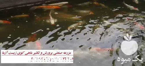 قیمت خرید ویژه انواع ماهی کوی در گروه خرید و فروش ماهی کوی در یکمیوه -عکس1