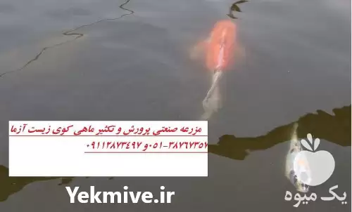مرکز فروش عمده کوی باله بلند در گروه خرید و فروش ماهی کوی در یکمیوه -عکس1