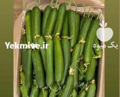 فروش بذر خیار SMILE کلوز در مشهد در گروه خرید و فروش بذر خیار در یکمیوه -عکس1