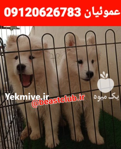 فروش سگ ساموئید پرونده پزشکی کامل در کرج در گروه سگ و گربه در یکمیوه -عکس1