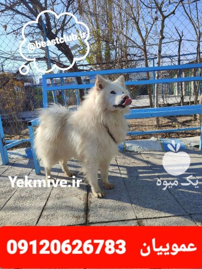 فروش سگ ساموئید پرونده پزشکی کامل در کرج در گروه سگ و گربه در یکمیوه -عکس2