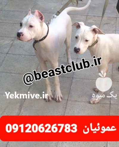 آگهی فروش سگ داگو آرژانتینو شناسنامه در کرج در گروه سگ و گربه در یکمیوه -عکس1