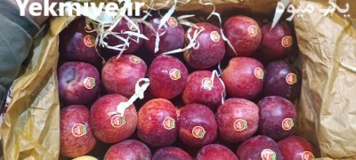فروش سیب مراغه در تبریز روستای در گروه خرید و فروش سیب در یکمیوه -عکس3