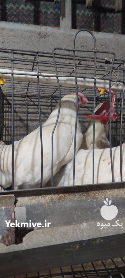 مرغ زنده مرغ تخمگذار مرغ بومی در رباط کریم در گروه مرغ و خروس و بوقلمون و اردک قو قاز در یکمیوه -عکس1