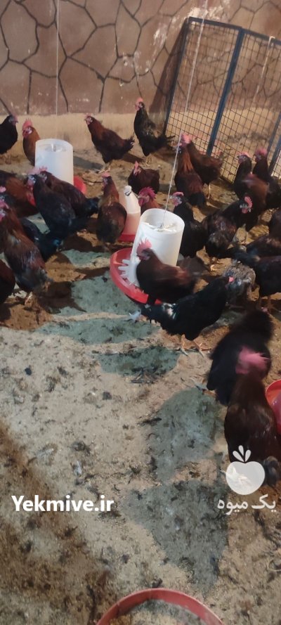 مرغ زنده مرغ تخمگذار مرغ بومی در رباط کریم در گروه مرغ و خروس و بوقلمون و اردک قو قاز در یکمیوه -عکس3