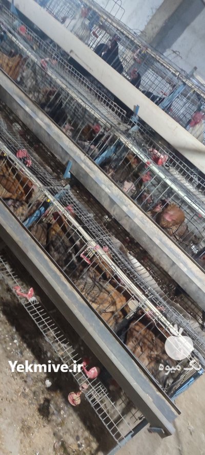 فروش مرغ و خروس در کرج در گروه مرغ و خروس و بوقلمون و اردک قو قاز در یکمیوه -عکس1