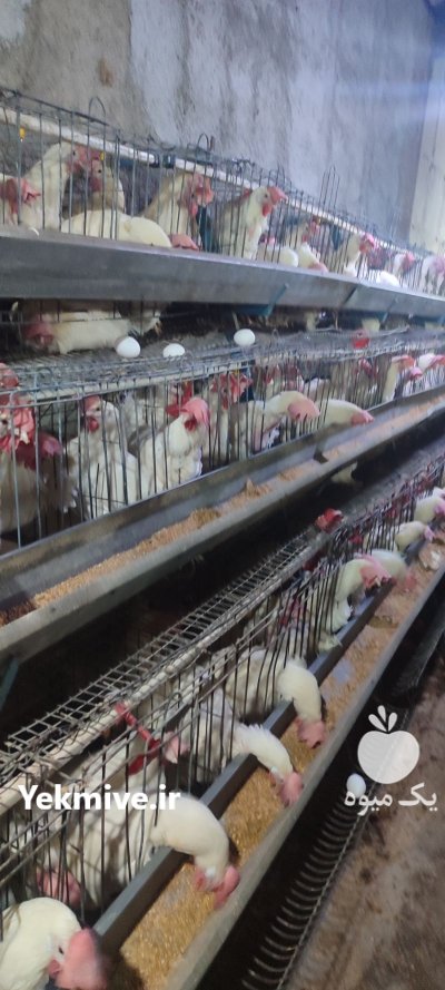 فروش مرغ و خروس در کرج در گروه مرغ و خروس و بوقلمون و اردک قو قاز در یکمیوه -عکس2