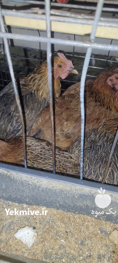 فروش مرغ و خروس در کرج در گروه مرغ و خروس و بوقلمون و اردک قو قاز در یکمیوه -عکس4