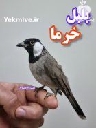 بلبل خرما دستی رام در گروه خرید و فروش انواع پرنده در یکمیوه