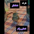 فروش طرقه دهندار طرقه آواز خوان در تهران در گروه خرید و فروش انواع پرنده در یکمیوه