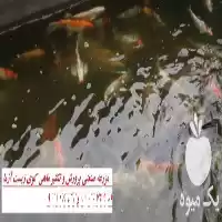 قیمت خرید ویژه انواع ماهی کوی در گروه خرید و فروش ماهی کوی در یکمیوه