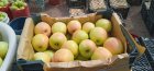 سیب درجه یک ممتاز سفید در گروه خرید و فروش سیب در یکمیوه