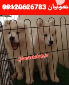 فروش سگ ساموئید پرونده پزشکی کامل در کرج در گروه سگ و گربه در یکمیوه