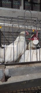 مرغ زنده مرغ تخمگذار مرغ بومی در رباط کریم در گروه مرغ و خروس و بوقلمون و اردک قو قاز در یکمیوه