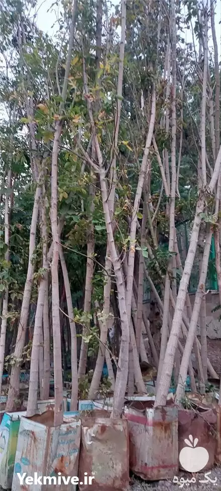 فروش نهال افرا سبز بن ٢٠ در تهران در گروه خرید و فروش نهال در یکمیوه -عکس1