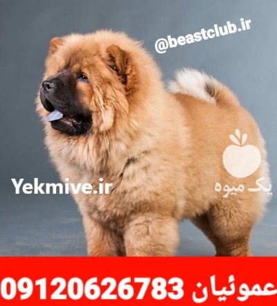 فروش سگ چاو چاو پوزه فلت در گروه سگ و گربه در یکمیوه -عکس1