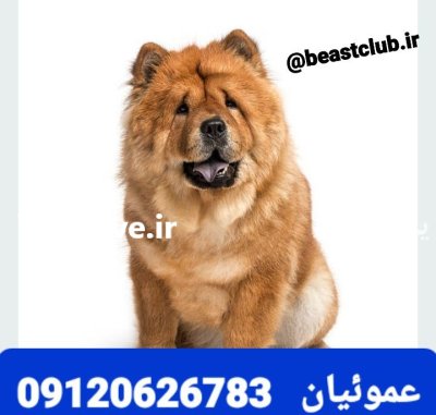فروش سگ چاو چاو پوزه فلت در گروه سگ و گربه در یکمیوه -عکس2