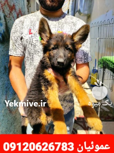 فروش تخصصی انواع سگ ژرمن شپرد در کرج در گروه سگ و گربه در یکمیوه -عکس1