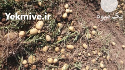 سیب زمینی بذری در گروه خرید و فروش سیب زمینی در یکمیوه -عکس1