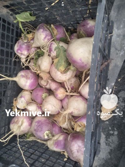 شلغم دامی در اصفهان در گروه خرید و فروش شلغم در یکمیوه -عکس1