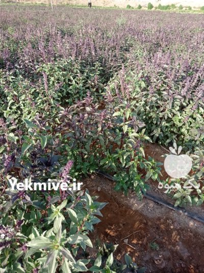تخم ریحان بنفش بذر ریحان در گروه خرید و فروش بذر سبزی در یکمیوه -عکس2