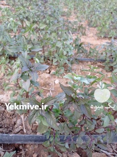 تخم ریحان بنفش بذر ریحان در گروه خرید و فروش بذر سبزی در یکمیوه -عکس3