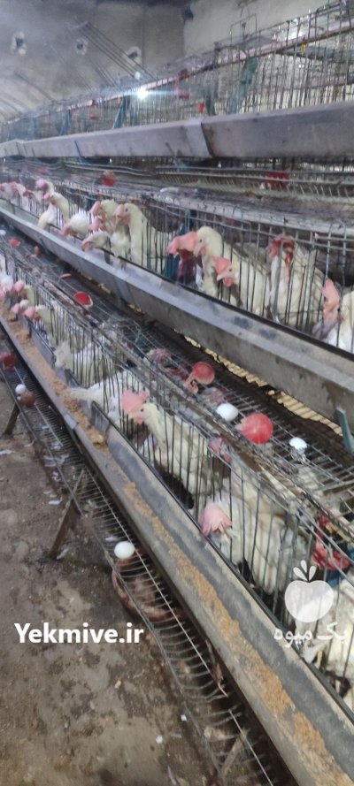 فروش خرید مرغ زنده مرغ تخمگذار در باغستان در گروه مرغ و خروس و بوقلمون و اردک قو قاز در یکمیوه -عکس2