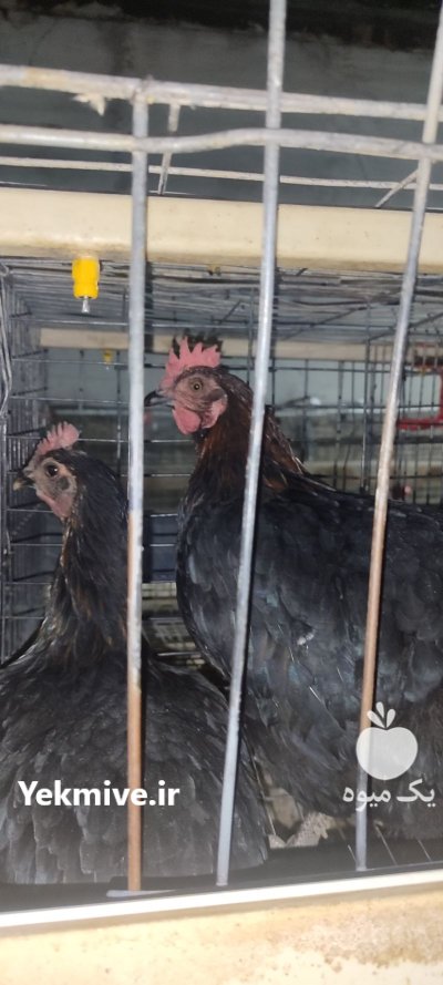 فروش خرید مرغ زنده مرغ تخمگذار در باغستان در گروه مرغ و خروس و بوقلمون و اردک قو قاز در یکمیوه -عکس4