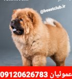 فروش سگ چاو چاو پوزه فلت در گروه سگ و گربه در یکمیوه