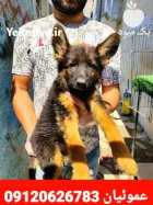 فروش تخصصی انواع سگ ژرمن شپرد در کرج در گروه سگ و گربه در یکمیوه