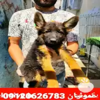 قیمت خرید سگ ژرمن شپرد در کرج در گروه سگ و گربه در یکمیوه
