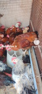 فروش خرید مرغ زنده مرغ تخمگذار در باغستان در گروه مرغ و خروس و بوقلمون و اردک قو قاز در یکمیوه