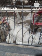 مرغ تخمگذار زنده صنعتی موجود در گروه مرغ و خروس و بوقلمون و اردک قو قاز در یکمیوه
