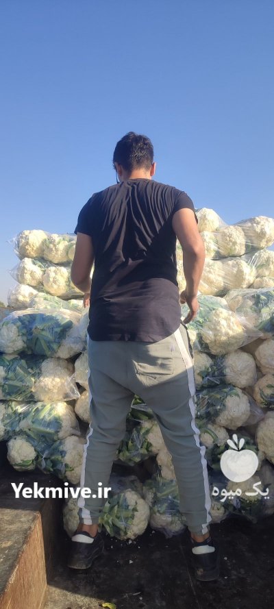 گل کلم سفید در قزوین در گروه خرید و فروش گل کلم در یکمیوه -عکس1