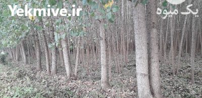 فروش درخت صنوبر تعداد بالا در خشکبیجار در گروه خرید و فروش چوب درخت در یکمیوه -عکس1