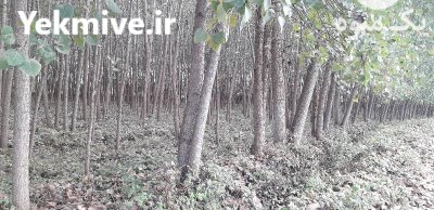 فروش درخت صنوبر تعداد بالا در خشکبیجار در گروه خرید و فروش چوب درخت در یکمیوه -عکس2