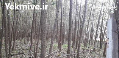 فروش درخت صنوبر تعداد بالا در خشکبیجار در گروه خرید و فروش چوب درخت در یکمیوه -عکس3