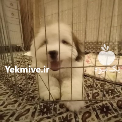 شیتزو تریر نر در تهران در گروه سگ و گربه در یکمیوه -عکس1