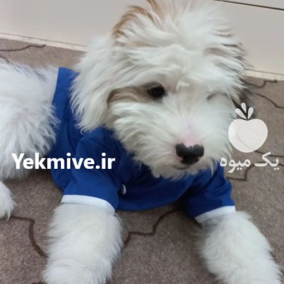 شیتزو تریر نر در تهران در گروه سگ و گربه در یکمیوه -عکس2