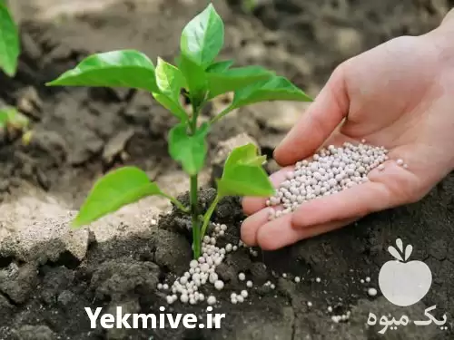 فروش نیترات آمونیوم برای مصارف کشاورزی در سمنان در گروه خرید و فروش کود آمونیوم در یکمیوه -عکس1