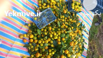 پرتقال نارنگی مستقیم برای نیسان خاور در ساری در گروه خرید و فروش پرتقال در یکمیوه -عکس1