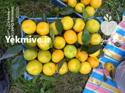 پرتقال نارنگی مستقیم برای نیسان خاور در ساری در گروه خرید و فروش پرتقال در یکمیوه -عکس3