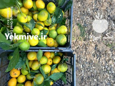 پرتقال نارنگی مستقیم برای نیسان خاور در ساری در گروه خرید و فروش پرتقال در یکمیوه -عکس4