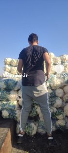 گل کلم سفید در قزوین در گروه خرید و فروش گل کلم در یکمیوه