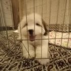 شیتزو تریر نر در تهران در گروه سگ و گربه در یکمیوه