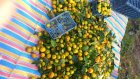 پرتقال نارنگی مستقیم برای نیسان خاور در ساری