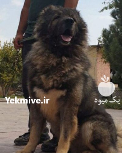فروش تخصصی انواع سگ قفقازی شاه در کرج در گروه سگ و گربه در یکمیوه -عکس1
